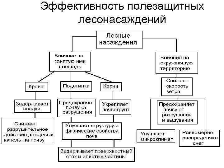 Эффективность полезащитных лесонасаждений 