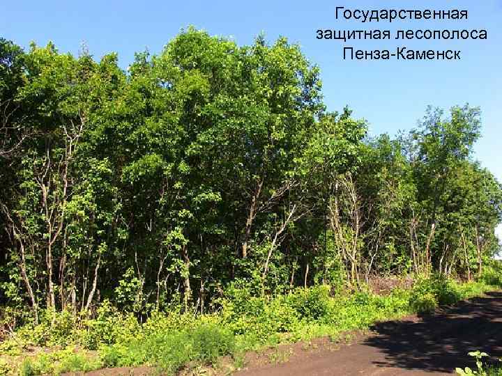 Государственная защитная лесополоса Пенза-Каменск. Лесополосы Краснодарского края. Защитные лесополосы. Государственные защитные Лесные полосы.