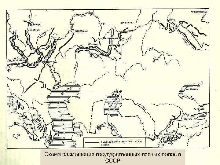 Схема размещения государственных лесных полос в СССР 