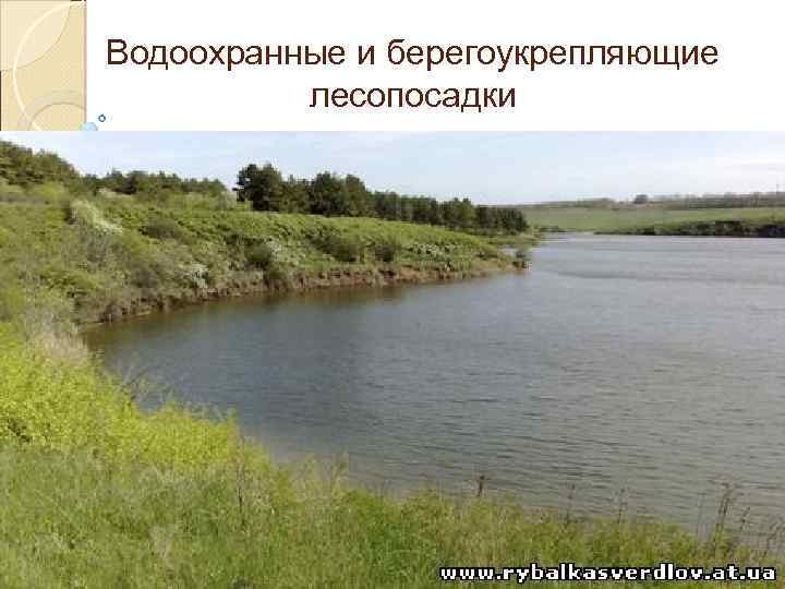 Водоохранные и берегоукрепляющие лесопосадки 