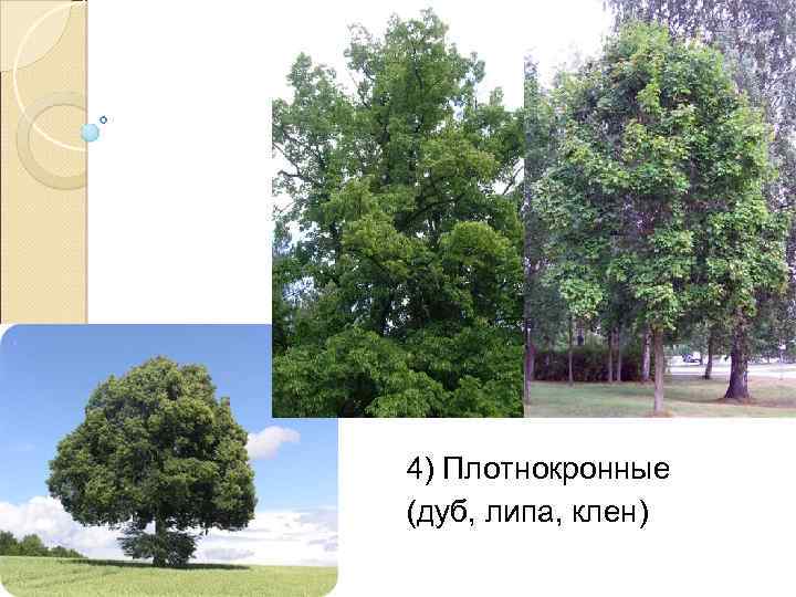 4) Плотнокронные (дуб, липа, клен) 