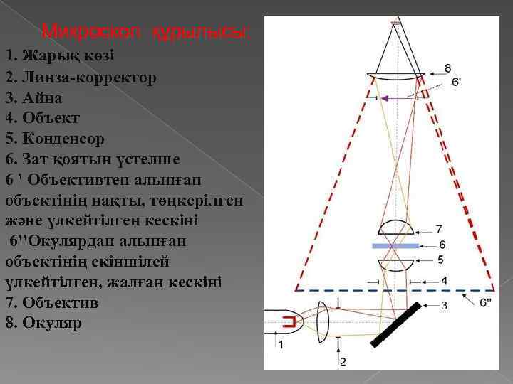 Микроскоп құрылысы: 1. жарық көзі 2. Линза-корректор 3. Айна 4. Объект 5. Конденсор 6.
