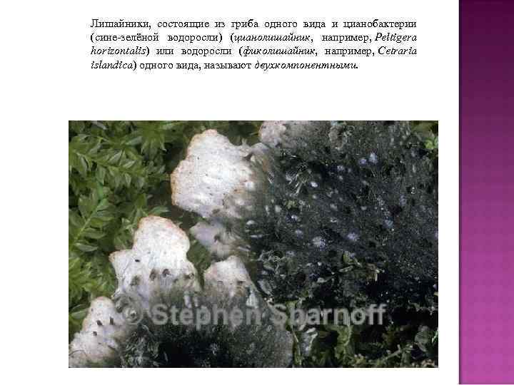 Лишайники, состоящие из гриба одного вида и цианобактерии (сине-зелёной водоросли) (цианолишайник, например, Peltigera horizontalis)