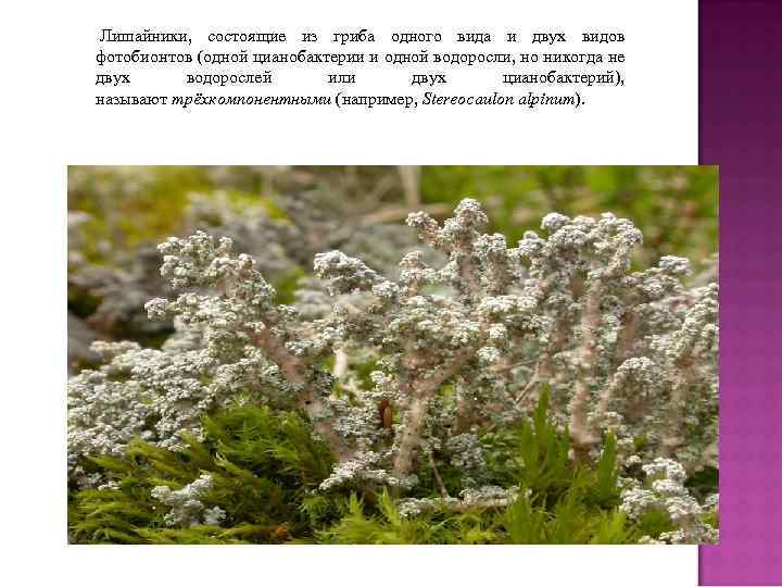  Лишайники, состоящие из гриба одного вида и двух видов фотобионтов (одной цианобактерии и