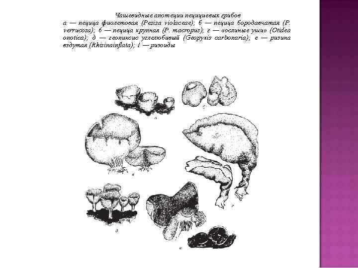 Чашевидные апотеции пецициевых грибов а — пецица фиолетовая (Peziza violaceae); б — пецица бородавчатая