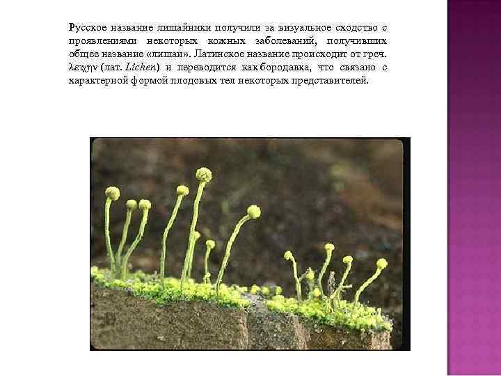 Русское название лишайники получили за визуальное сходство с проявлениями некоторых кожных заболеваний, получивших общее