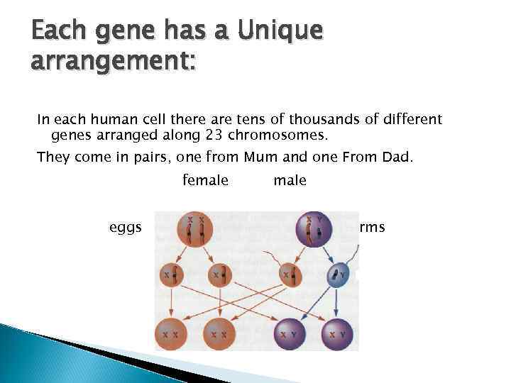 Each gene has a Unique arrangement: In each human cell there are tens of