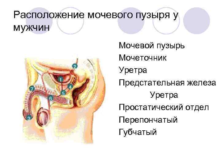 Расположение мочевого пузыря у мужчин фото