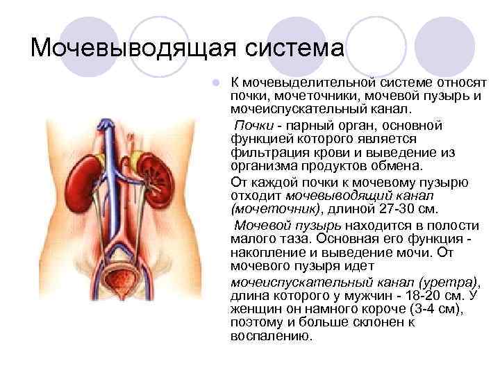 Мочевыводящая система l l l К мочевыделительной системе относят почки, мочеточники, мочевой пузырь и