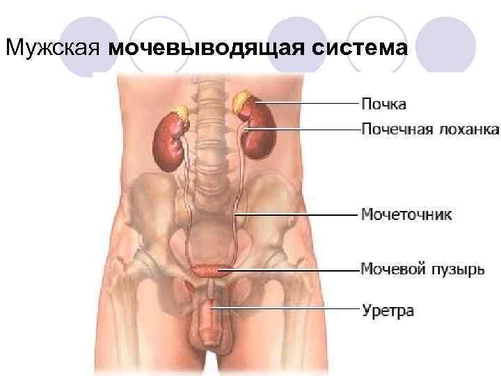 Мужская мочевыводящая система 