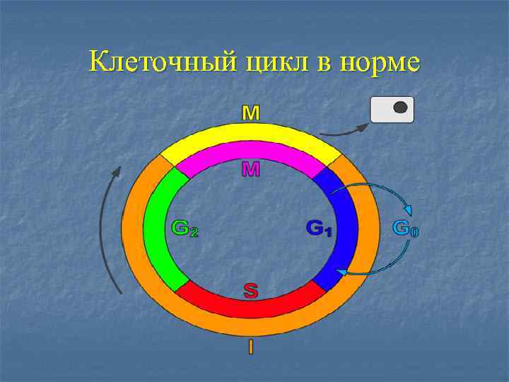 Клеточный цикл в норме 