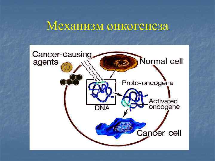 Механизм онкогенеза 