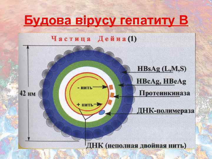 Будова вірусу гепатиту B 