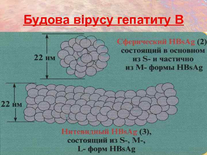 Будова вірусу гепатиту B 