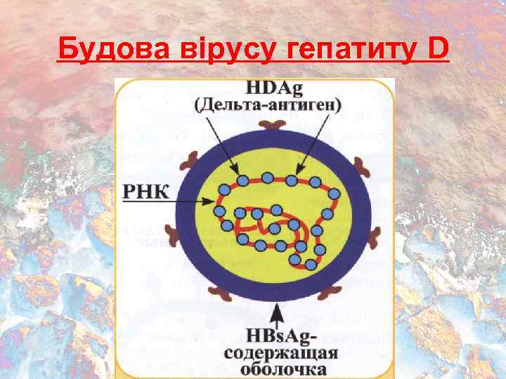 Будова вірусу гепатиту D 
