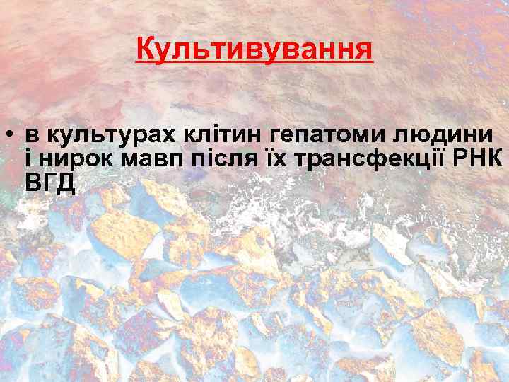 Культивування • в культурах клітин гепатоми людини і нирок мавп після їх трансфекції РНК
