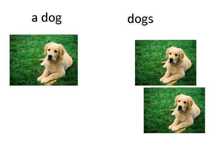 a dogs 