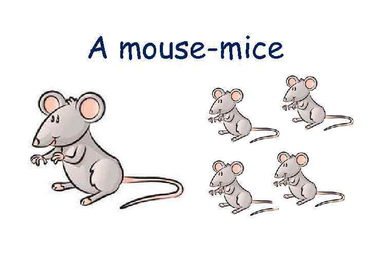 A mouse-mice 