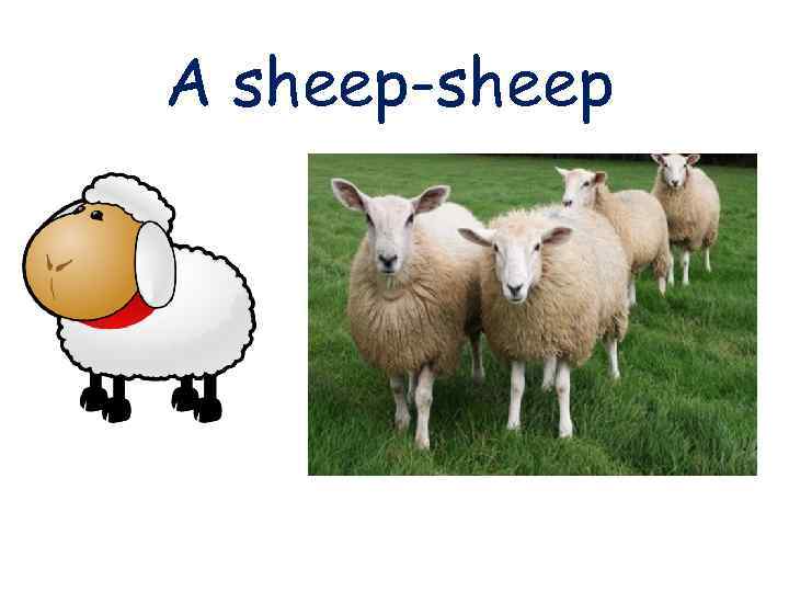 A sheep-sheep 