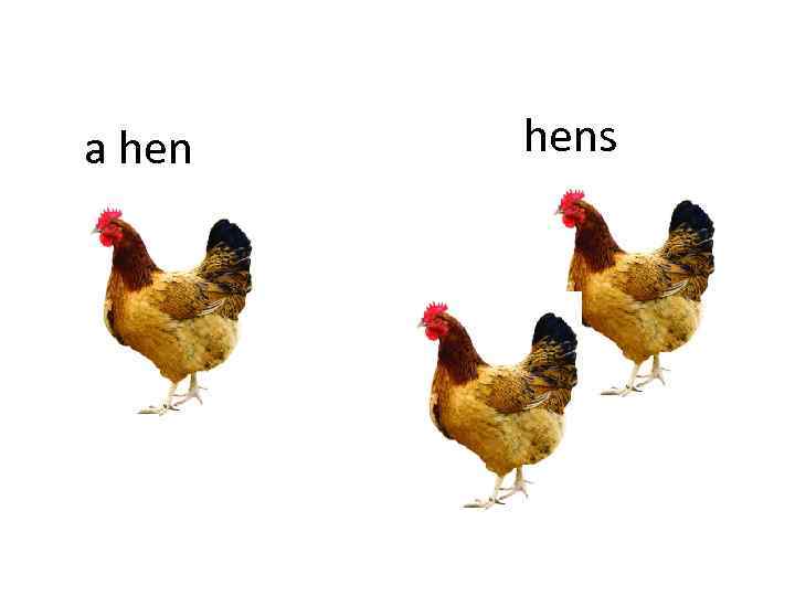 a hens 