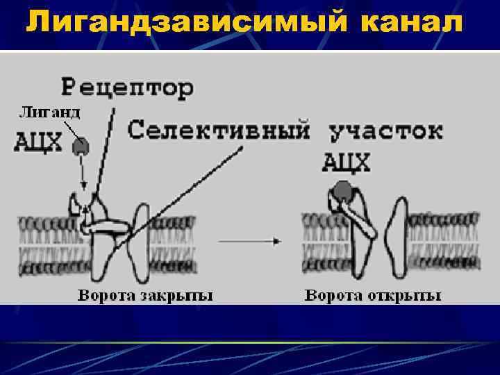 Лигандзависимый канал 