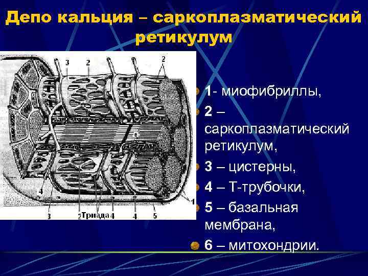 Депо кальция – саркоплазматический ретикулум 1 - миофибриллы, 2– саркоплазматический ретикулум, 3 – цистерны,