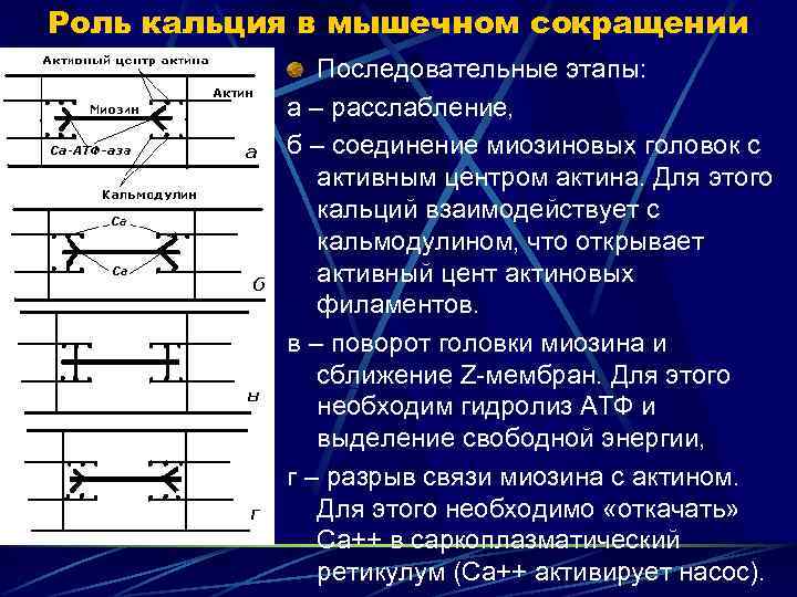 Роль кальция в мышечном сокращении Последовательные этапы: а – расслабление, б – соединение миозиновых