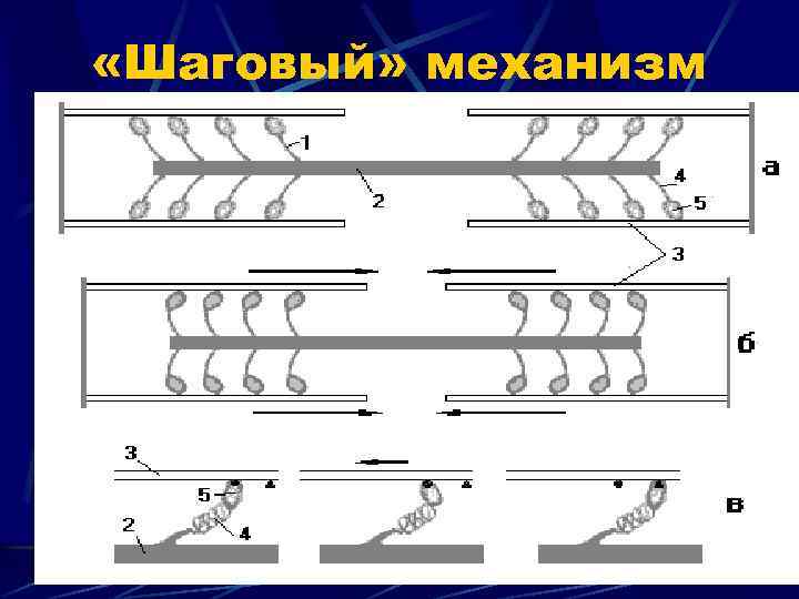  «Шаговый» механизм 