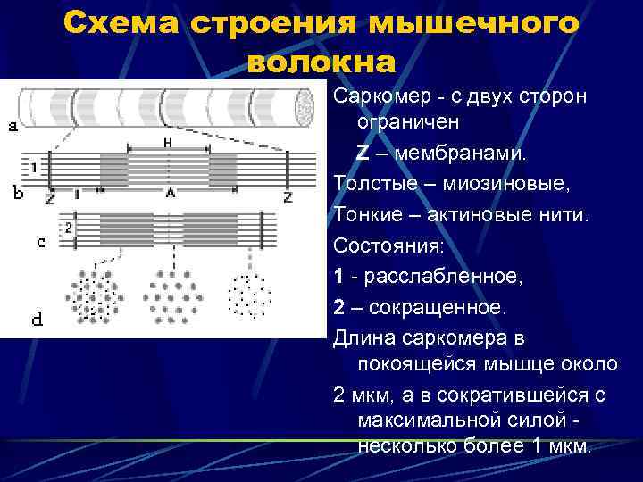 Схема строения мышечного волокна Саркомер - с двух сторон ограничен Z – мембранами. Толстые