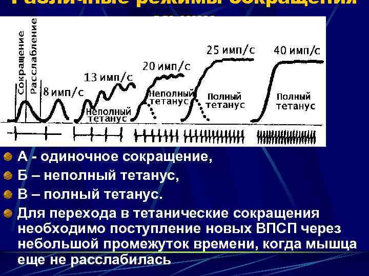 Различные режимы сокращения мышц А - одиночное сокращение, Б – неполный тетанус, В –