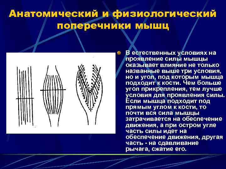 Анатомический и физиологический поперечники мышц В естественных условиях на проявление силы мышцы оказывает влияние