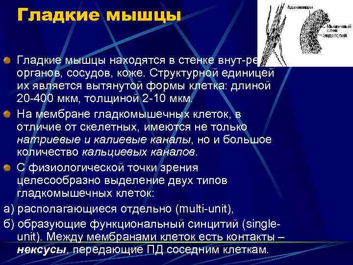 Гладкие мышцы находятся в стенке внут-ренних органов, сосудов, коже. Структурной единицей их является вытянутой