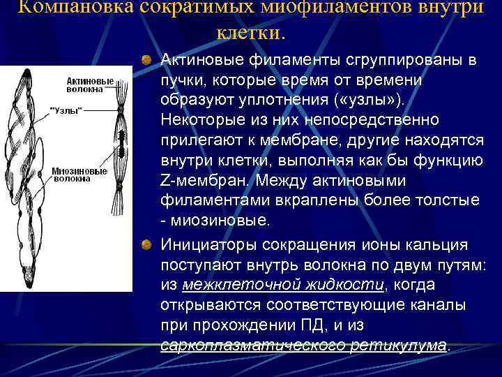 Компановка сократимых миофиламентов внутри клетки. Актиновые филаменты сгруппированы в пучки, которые время от времени