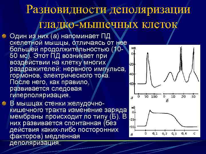 Разновидности деполяризации гладко-мышечных клеток Один из них (а) напоминает ПД скелетной мышцы, отличаясь от