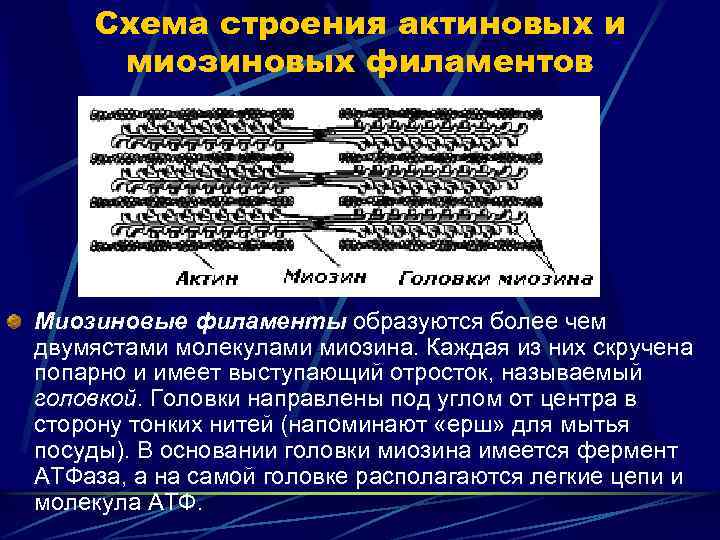 Схема строения актиновых и миозиновых филаментов Миозиновые филаменты образуются более чем двумястами молекулами миозина.