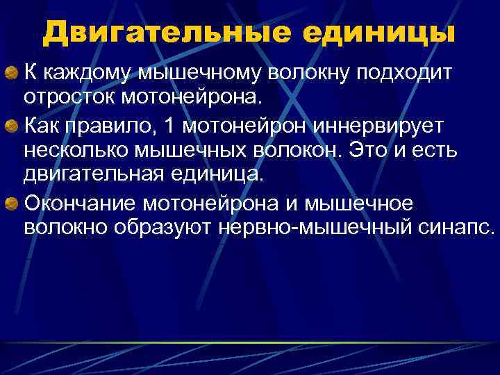 Двигательные единицы К каждому мышечному волокну подходит отросток мотонейрона. Как правило, 1 мотонейрон иннервирует