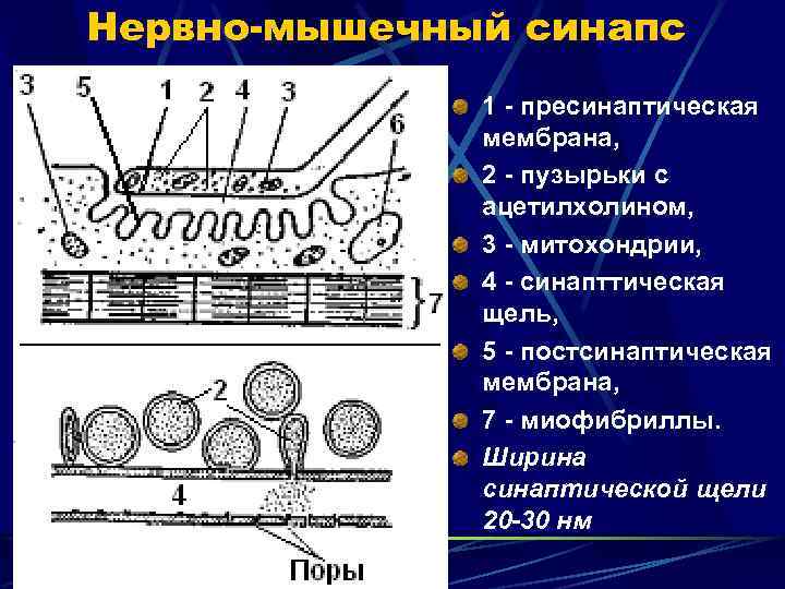 Нервно-мышечный синапс 1 - пресинаптическая мембрана, 2 - пузырьки с ацетилхолином, 3 - митохондрии,