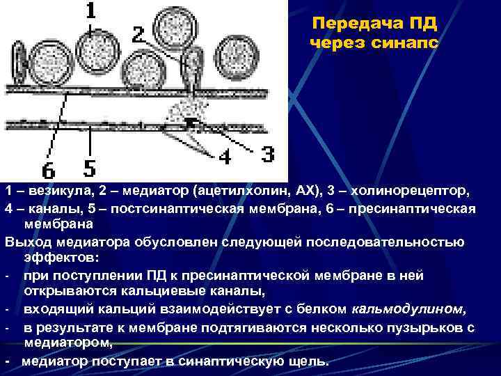 Передача ПД через синапс 1 – везикула, 2 – медиатор (ацетилхолин, АХ), 3 –