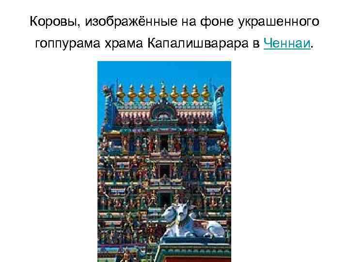 Коровы, изображённые на фоне украшенного гоппурама храма Капалишварара в Ченнаи. 