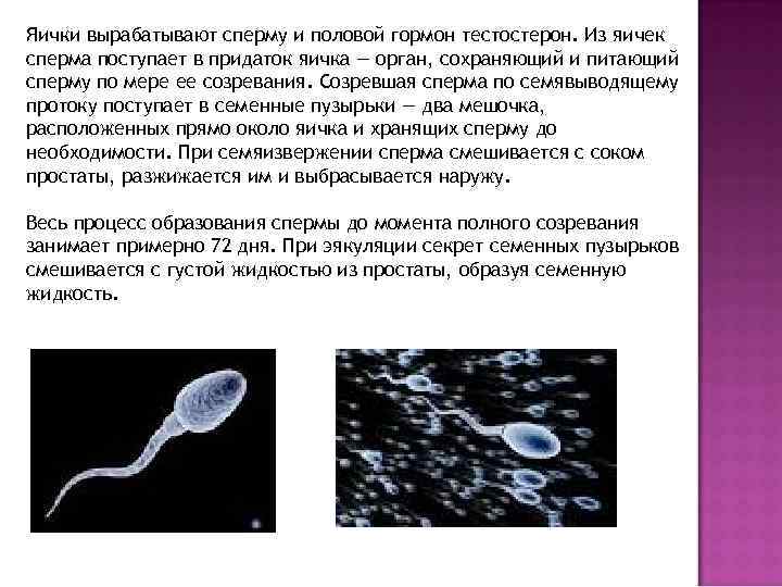 Яички вырабатывают сперму и половой гормон тестостерон. Из яичек сперма поступает в придаток яичка