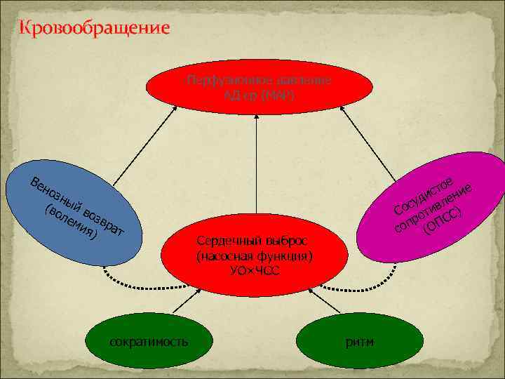 Кровообращение Перфузионное давление АД ср (МАР) Ве но зн (во ый в ле озв