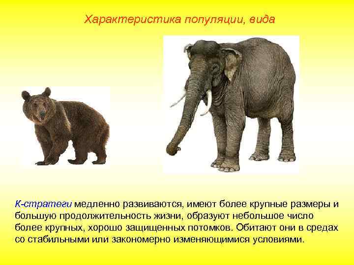 Характеристика популяции, вида К-стратеги медленно развиваются, имеют более крупные размеры и большую продолжительность жизни,