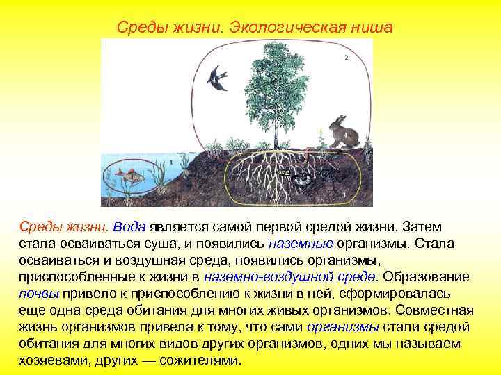 Среды жизни. Экологическая ниша Среды жизни. Вода является самой первой средой жизни. Затем стала