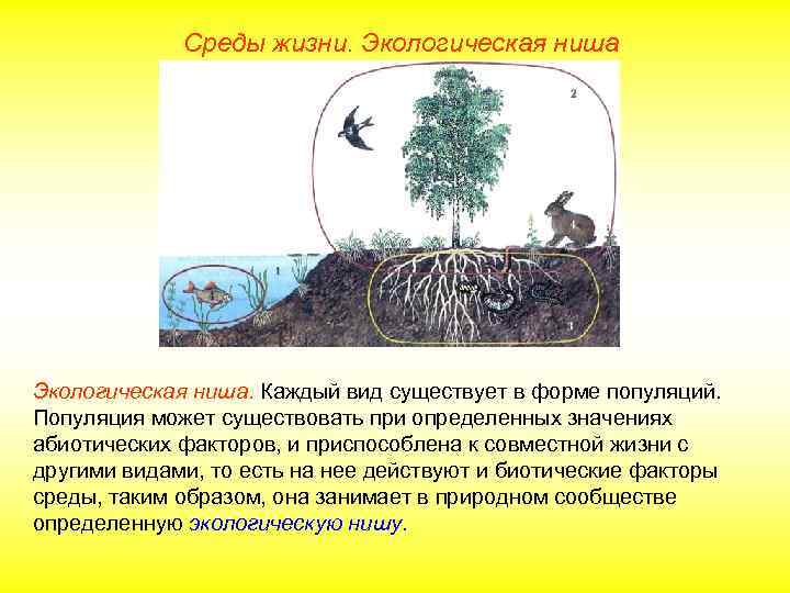 Среды жизни. Экологическая ниша. Каждый вид существует в форме популяций. Популяция может существовать при