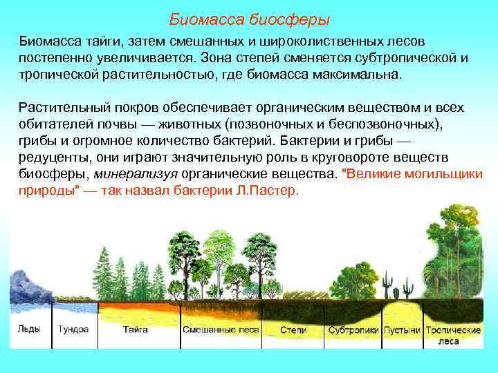Биомасса биосферы Биомасса тайги, затем смешанных и широколиственных лесов постепенно увеличивается. Зона степей сменяется