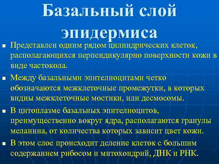 n n Базальный слой эпидермиса Представлен одним рядом цилиндрических клеток, располагающихся перпендикулярно поверхности кожи