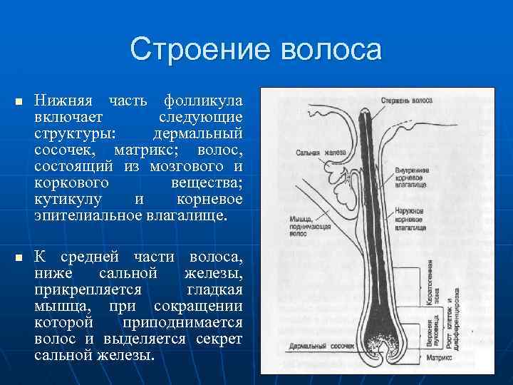 Строение волоса n n Нижняя часть фолликула включает следующие структуры: дермальный сосочек, матрикс; волос,
