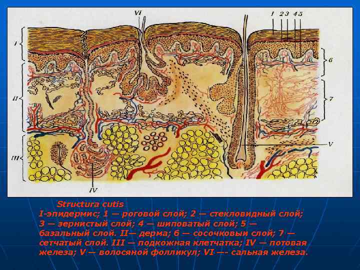 Structura cutis I-эпидермис; 1 — роговой слой; 2 — стекловидный слой; 3 — зернистый