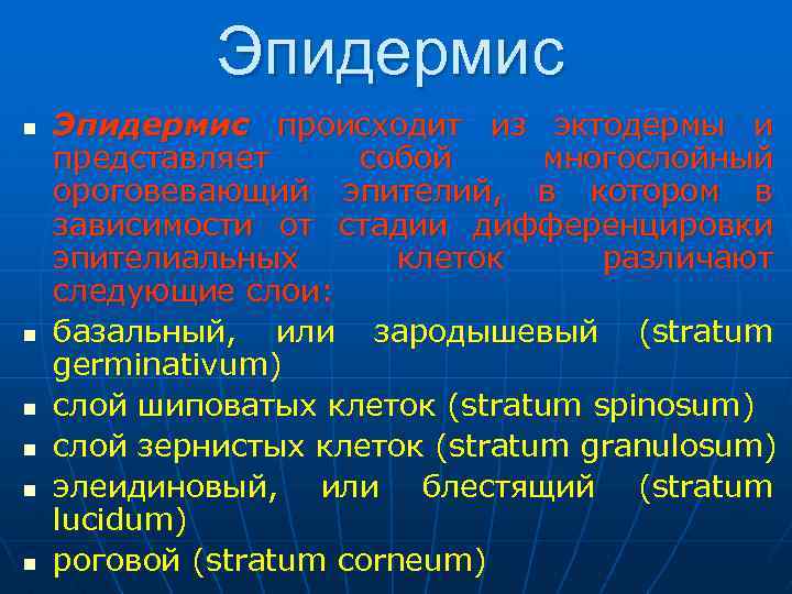 Эпидермис n n n Эпидермис происходит из эктодермы и представляет собой многослойный ороговевающий эпителий,