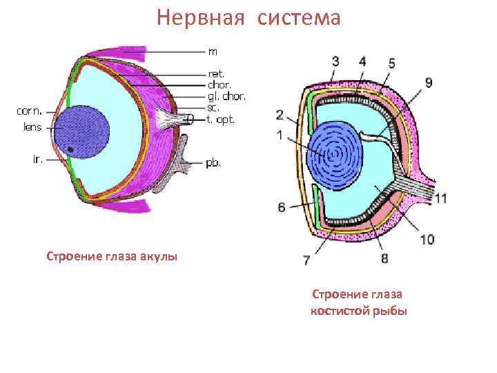 Нервная система Строение глаза акулы Строение глаза костистой рыбы 